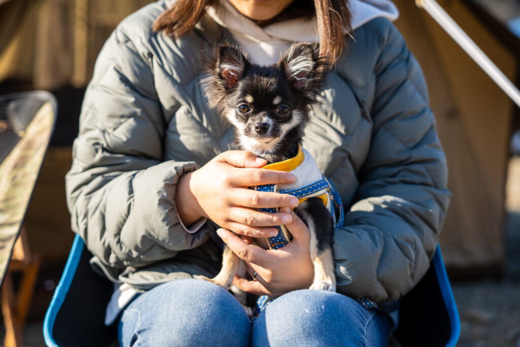 子犬のチワワと冬の"犬キャンプ"出撃＠笠置キャンプ場