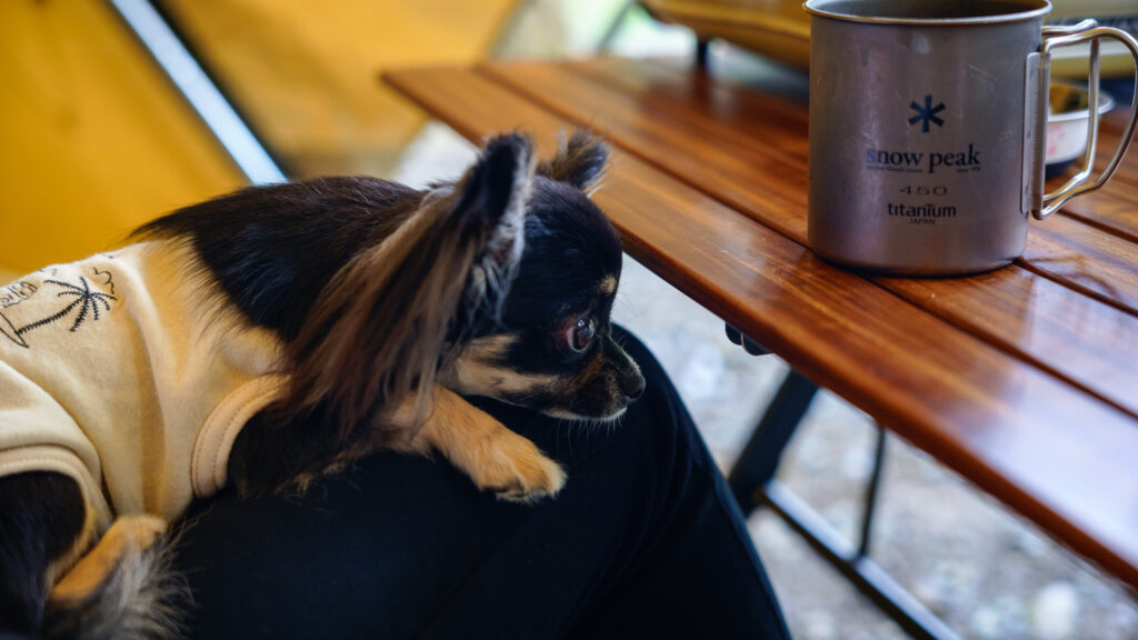 雨の音に若干ビビっているこてつ